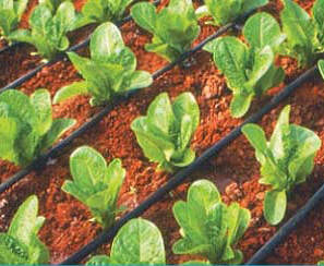 台风内镶式厚壁/中等壁厚滴灌管 （TYPHOONTM）16250